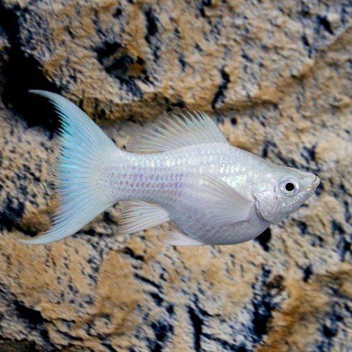 Poeciliidae sphenops Balloon dalmatier - Molly ballon dalmatien M