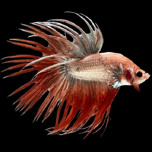 Betta splendens - Combattant male crowntail XL