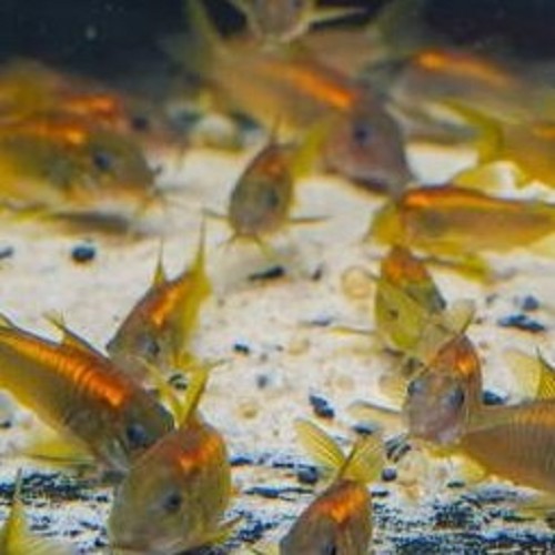 Corydoras red laser (CW014)  M
