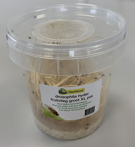 Mouches à fruits taille 7, large


Drosophile grande