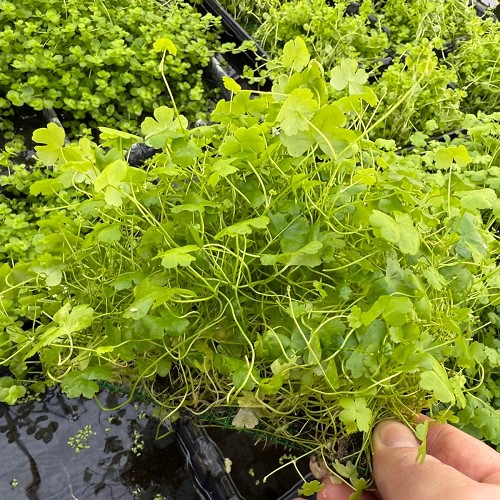 Hydrocotyle tripartita spsur un filet d'acier 16x11 cm