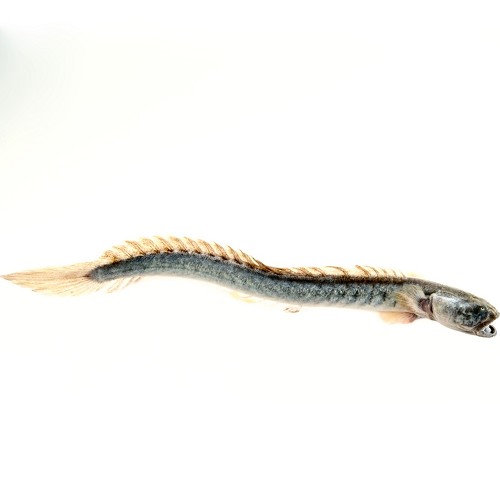 Gobioides broussonetti - Gobie dragon 10-12 cm