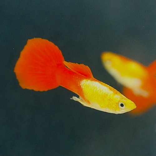 Poecilia reticulatus - Guppy male golden head