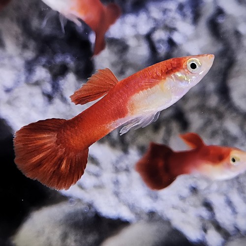 Guppy Chili red pairs M ECO