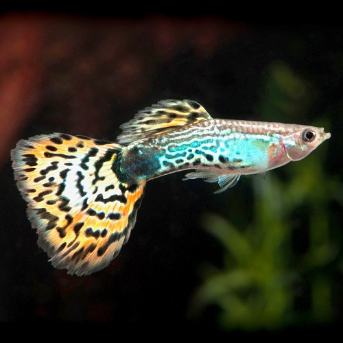 Poecilia reticulatus, Lebistes reticulatus  - Guppy mâles assortis