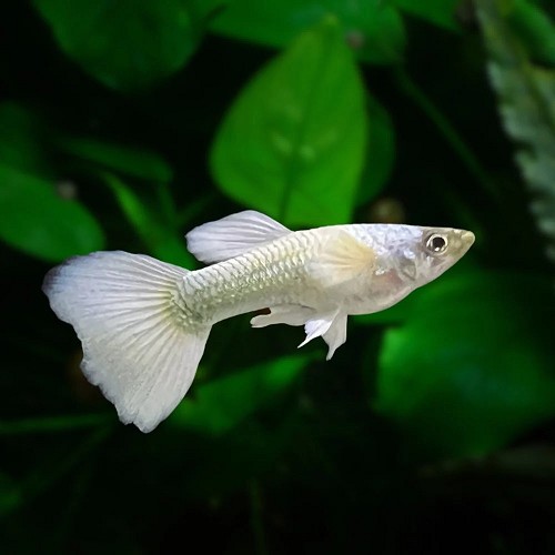 Poecilia reticulatus, Lebistes reticulatus - Guppy male blanc