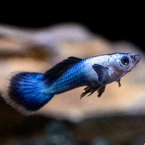 Poecilia reticulatus, Lebistes reticulatus - Guppy male endler panda
