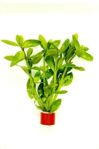 Bacopa amplexicaulis en anneau bio