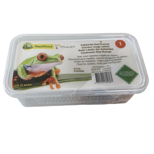 Blatte Red Runner en boîte