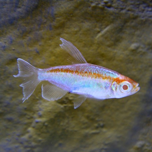 Phenacogrammus interruptes - Phénaco albino SM