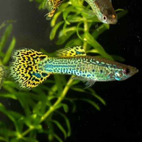 Poecilia reticulatus, Lebistes reticulatus - Guppy male cobra vert