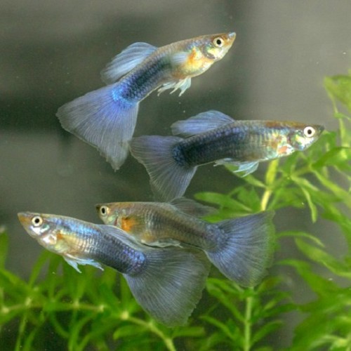 Poecilia reticulatus - Guppy turquoise bluetail
