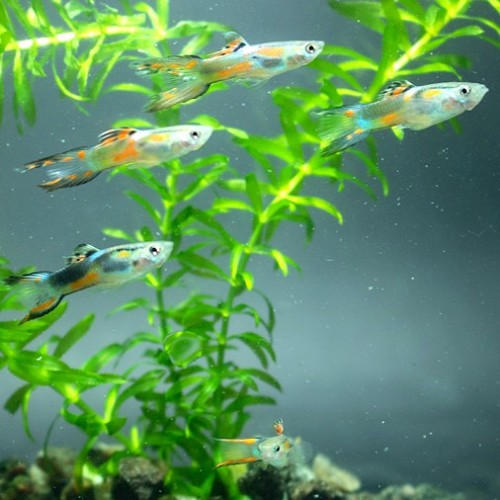 Poecilia wingei male - Guppy endler male mix L