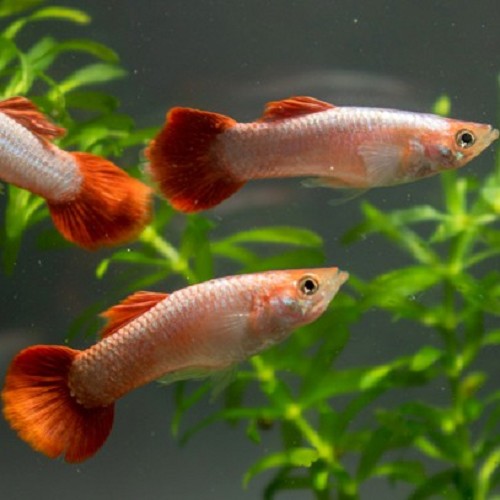 Poecilia reticulatus, Lebistes reticulatus - Guppy male red blood