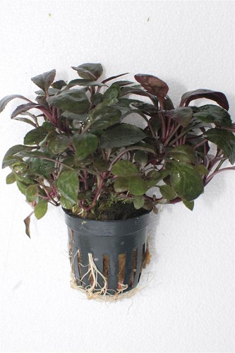 Lobelia cardinalis mini en pot