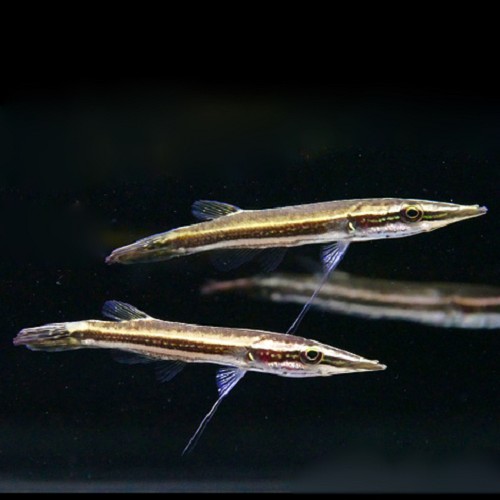 Luciocephalus pulcher 8-10 cm