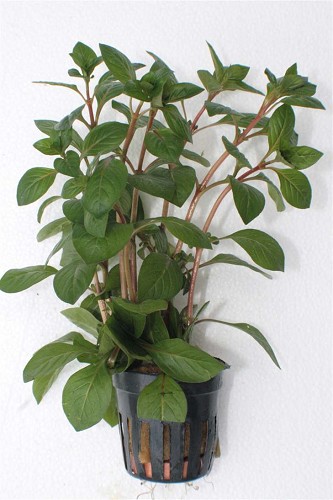 Ludwigia palustris avec pot en plastic