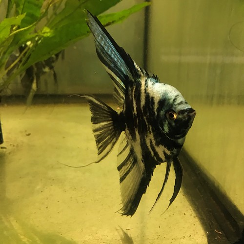 Pterophyllum scalare - Scalaire bleu marble XXL
