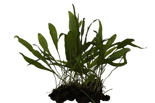 Microsorium windelov racine