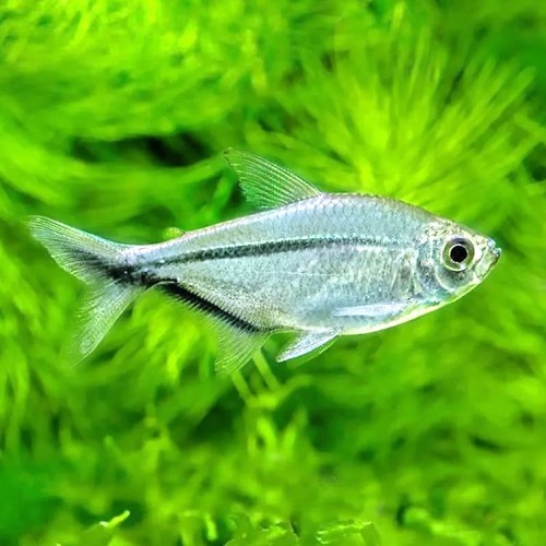 Moenkausia sanctaefilomenae - Tetra yeux rouges