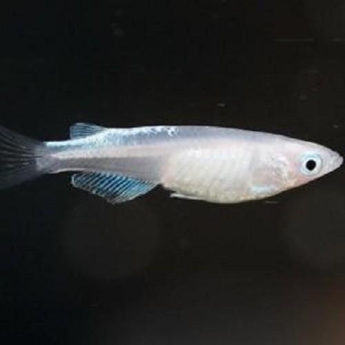 Oryzias latipes gold Medaka - Médaka L