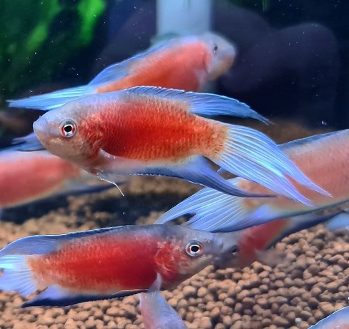 Macropodus opercularis red velvet