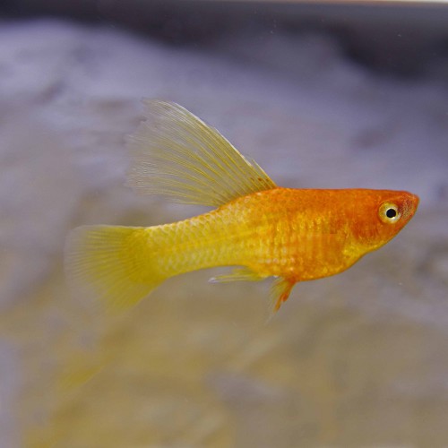Xiphophorus maculatus - Platy chocolat voile M