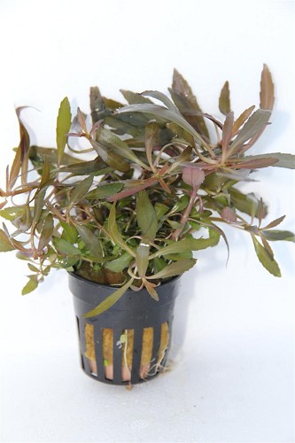Pogestemon stellata - Rotala étoilé avec pot en plastique