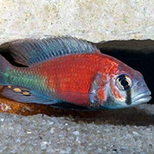 Ptyochromis Hippo Point 3-4 cm