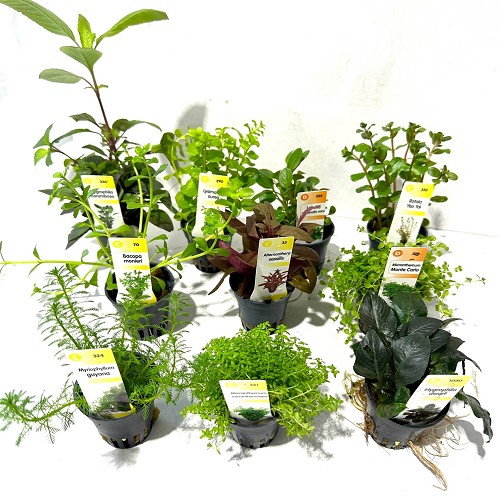 Potplanten pakket 60 stuks