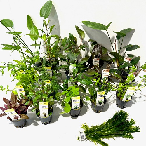 Lot de plantes assortis 128 pc.