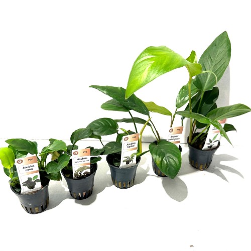 Lot de plantes Anubias 5x6 pièces
