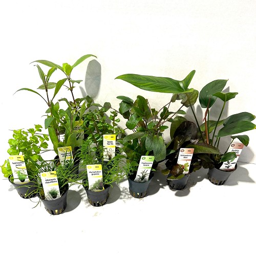 Lot de plantes assortis 60 pc.