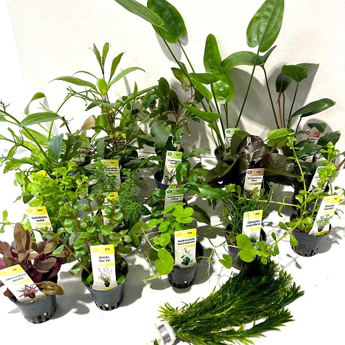 Plantenpakket assortiment 98 stuks.