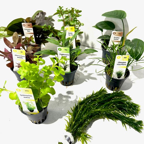 6x Anubias
6x Cryptocoryne
6x Echinodorus
10x bundel Egeria densa
10x bundel Limnophila
30x Diverse potten