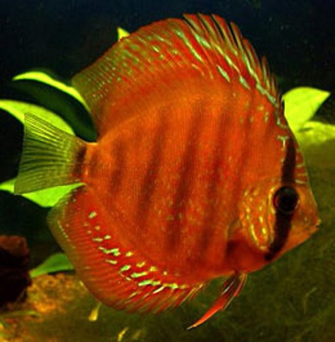 Symphysodon aequifasciatus - Discus bleu diamond 6-7 cm