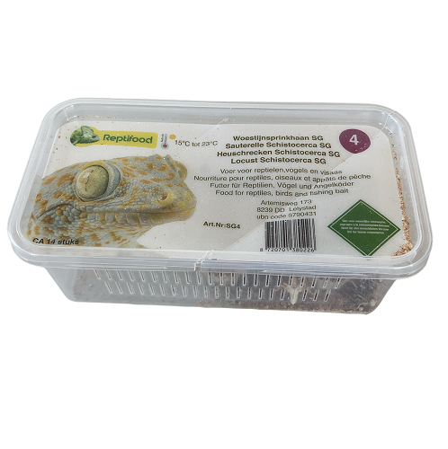 Sauterelles Schistocerca gregaria taille 4, Petit.