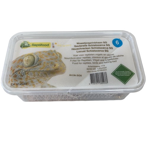 Sauterelles Schistocerca gregaria taille 6, moyenne