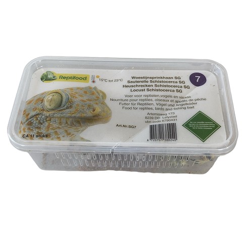 Sauterelles Schistocerca gregaria taille 7, moyenne