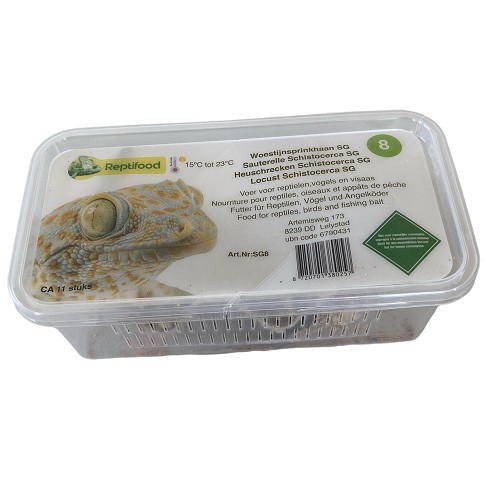 Sauterelles Schistocerca gregaria taille 8 , adulte/grand

