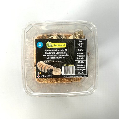 Sauterelles Locusta migratoria taille 4, petit, boîte

