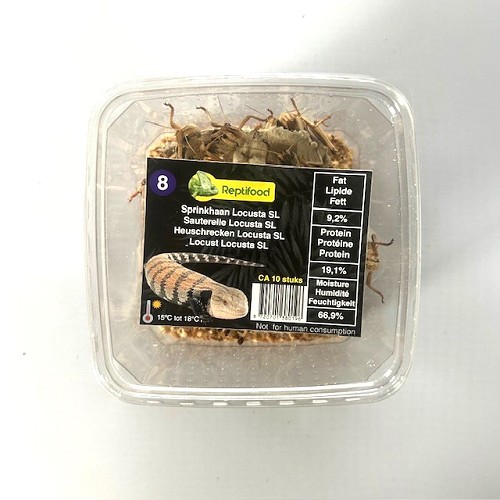 Sauterelles Locusta migratoria taille 8, adulte,  boîte