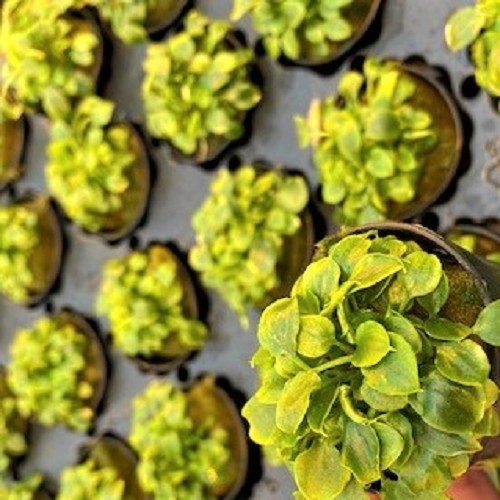 Schismatoglottis en pot