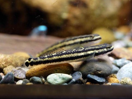 Stiphodon semoni 4-5 cm