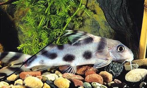 Synodontis decorus   Rugzwemmer M
