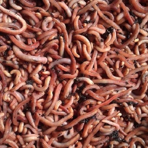 Vers de terre 200grammes