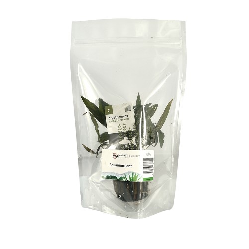 Cryptocoryne wendtii marron en pot