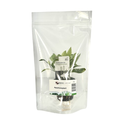 Echinodorus magdalenensis