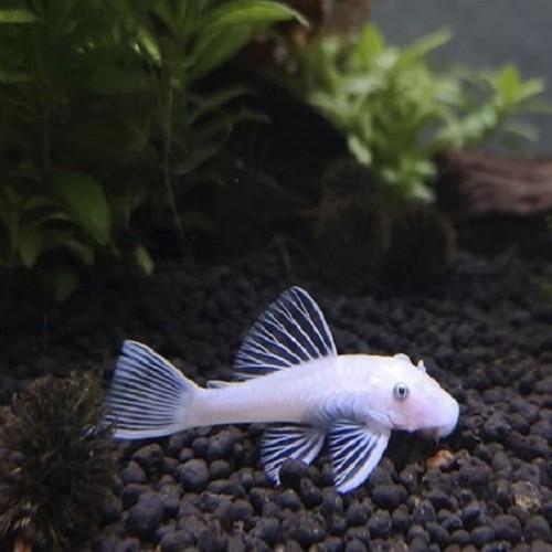 Ancistrus temminckii gold blue eyes L144 - Ancistrus de temminck doré yeux bleus SM
