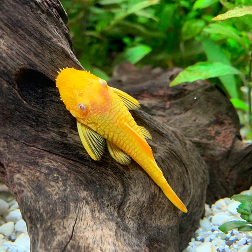 Ancistrus temminckii gold S